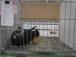 XIV Concurso Exposición de Palomas de Raza en Mula 2024